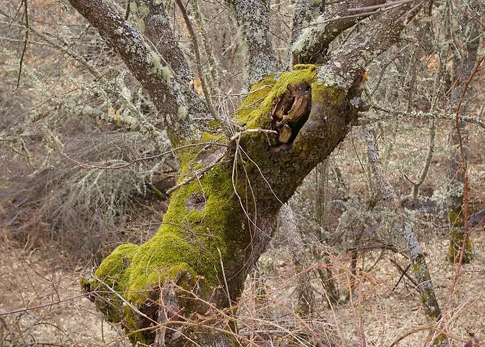 컨트리하우스 Aguas Frias I *